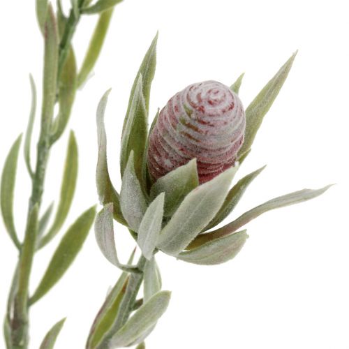 Floristik24 Protea buket 43cm 6 stk