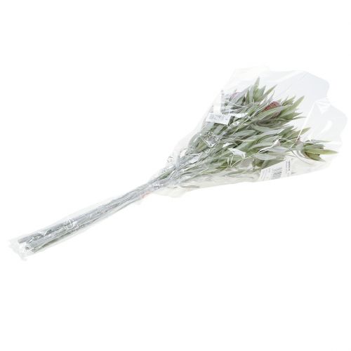 Floristik24 Protea buket 43cm 6 stk