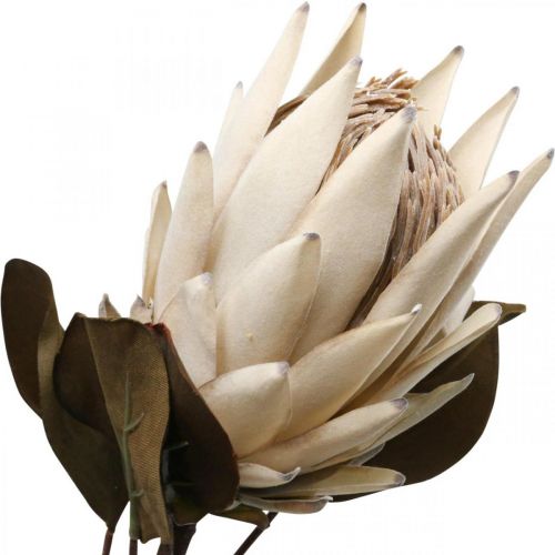 Floristik24 Protea Kunstigt visnet Drylook Beige Brun Grøn 72cm
