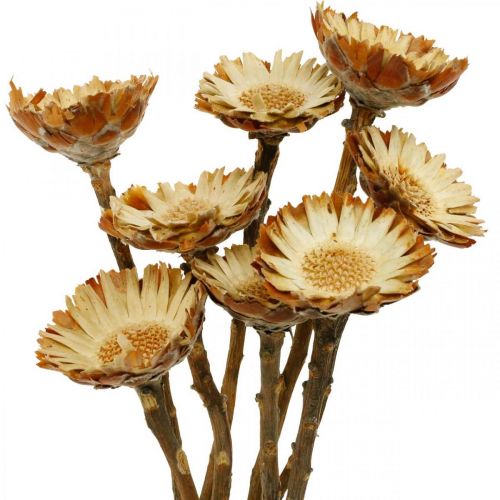 Floristik24 Protea Compacta Rosette Naturlig Tørret Blomstersukkerbusk 8 stk
