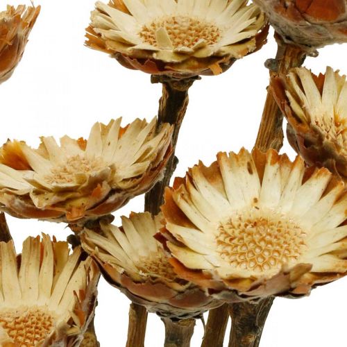 Floristik24 Protea Compacta Rosette Naturlig Tørret Blomstersukkerbusk 8 stk