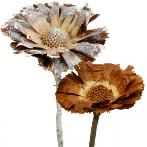 Floristik24 Exotic Mix Protea Rosette Naturlig, Hvidvasket Tørret Blomst 9 stk