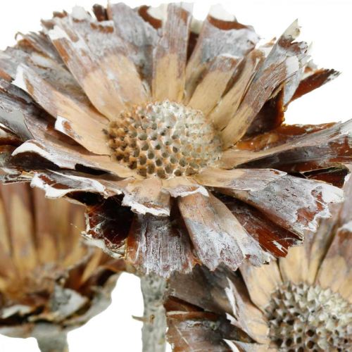 Artikel Eksotisk blanding Protea Rosette naturlig, hvidvasket tørret blomst 9 stk