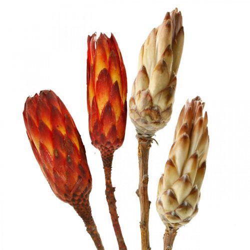 Floristik24 Protea Mix, Tørrede Blomster Respens Natur/Rød 13 stk