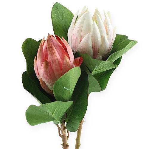 Floristik24 Protea Rosa 54cm 2stk