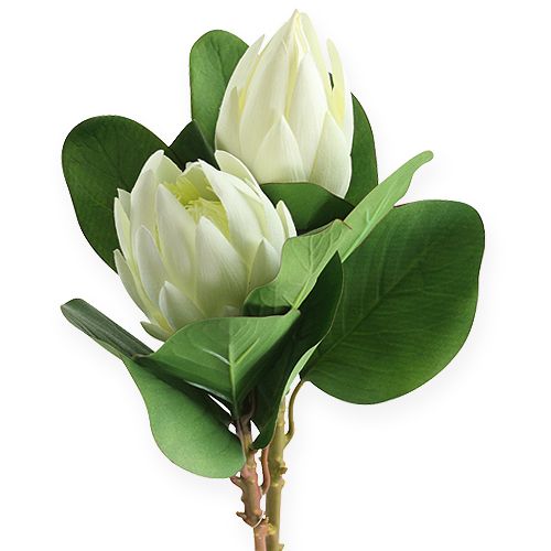 Protea hvid 54cm 2stk