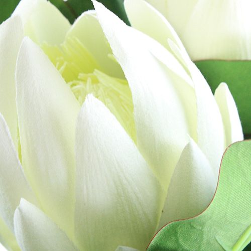 Floristik24 Protea hvid 54cm 2stk