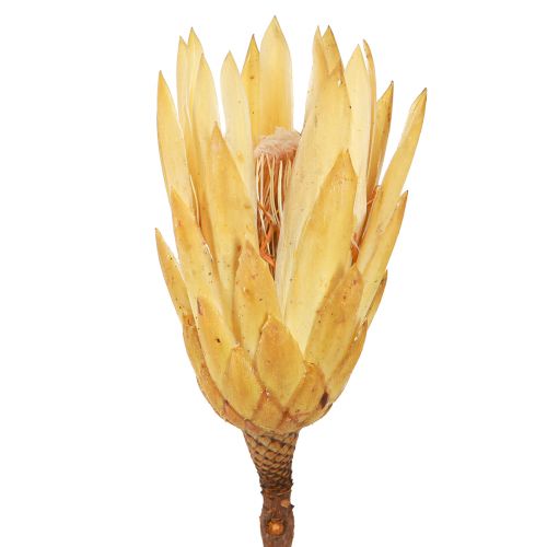Floristik24 Proteentørret Repens creme 1. valg 10-12cm 25 stk