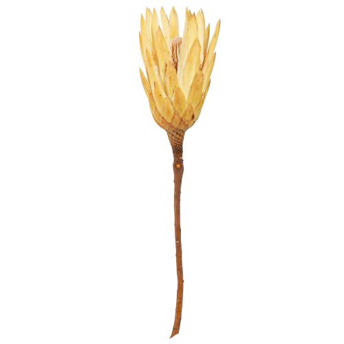 Artikel Proteentørret Repens creme 1. valg 10-12cm 25 stk