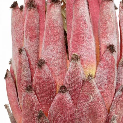 Floristik24 Kunstig Protea Rød Eksotisk kunstig blomst H55cm