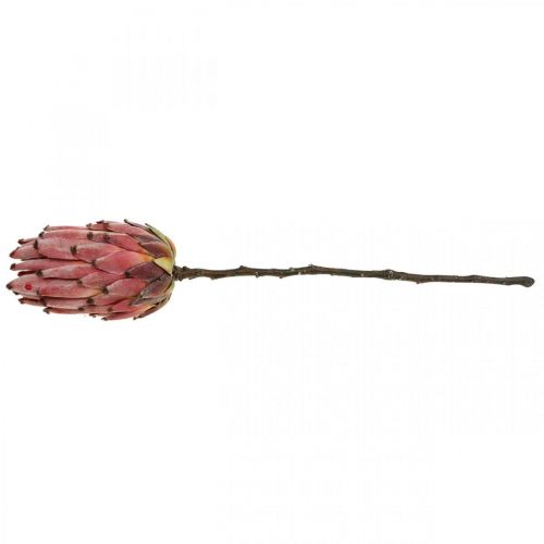 Floristik24 Kunstig Protea Rød Eksotisk kunstig blomst H55cm