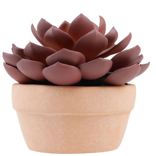 Artikel Sukkulent plante i potte Echeveria kunstrød Ø15cm