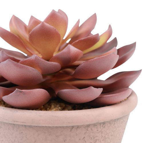 Artikel Sukkulent plante i potte Echeveria kunstig rød årgang Ø15cm H16cm