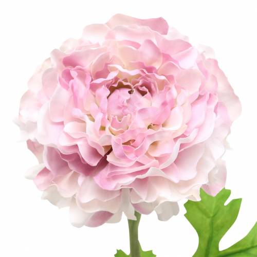 Artikel Ranunculus lilla H45cm