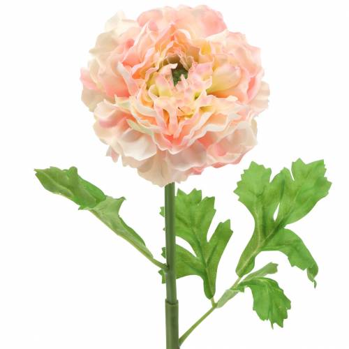 Floristik24 Ranunculus Peach H45cm