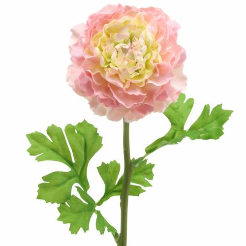 Floristik24 Ranunculus pink H45cm