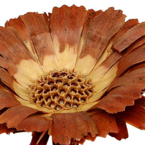 Artikel Repens Rosette Lys 8-9cm 25 stk