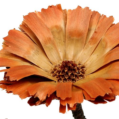 Artikel Repens Roset Natur 6-7cm 50 stk