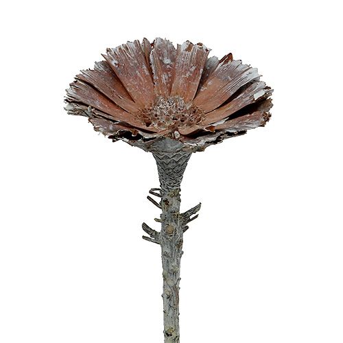 Artikel Repens roset 6-7cm hvidvasket 25 stk