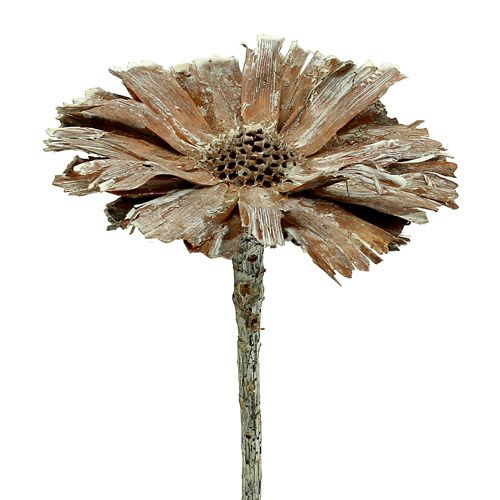 Artikel Protea roset 8-9cm hvidvasket 25 stk