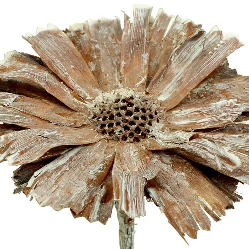 Artikel Protea roset 8-9cm hvidvasket 25 stk