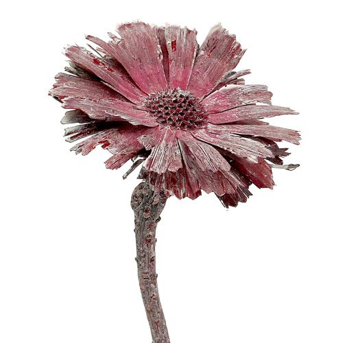 Floristik24 Protea rosetlyng frostet Ø8-9cm 25 stk