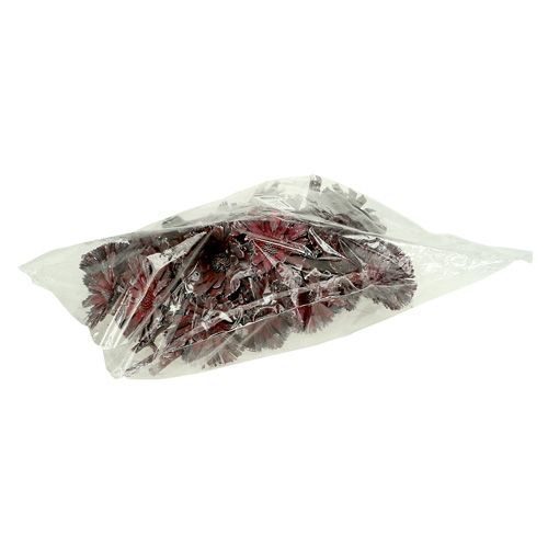Artikel Protea rosetlyng frostet Ø8-9cm 25 stk