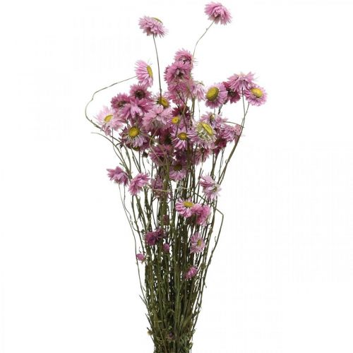 Floristik24 Strawflowers tørrede blomster pink Acroclinium bundt 20g