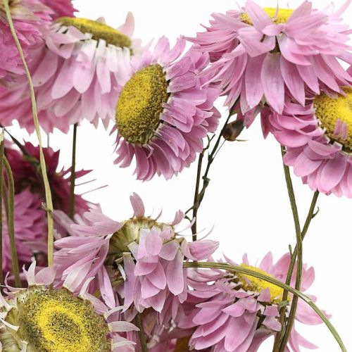 Artikel Strawflowers tørrede blomster pink Acroclinium bundt 20g