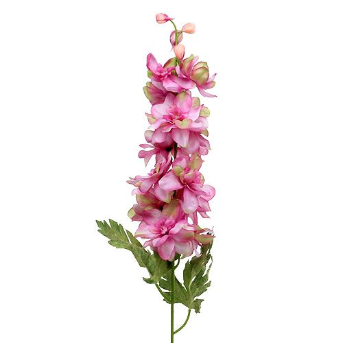 Delphinium Pink 60cm