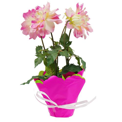 Floristik24 Rondella Ø48cm tofarvet lyserød-grøn 50p