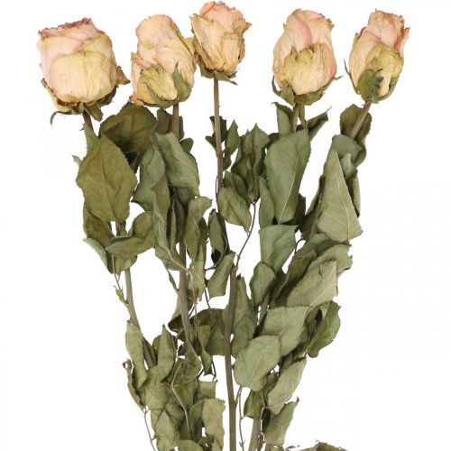 Floristik24 Dekorative roser, tørrede blomster, tørrede roser, Valentinsdag, begravelsesblomster, rustikke roser gul-pink L48cm 5 stk.