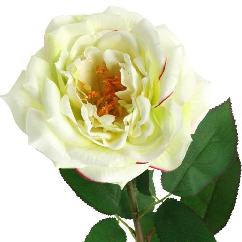 Artikel Kunstrose, dekorativ rose, silkeblomst cremehvid, grøn L72cm Ø12cm