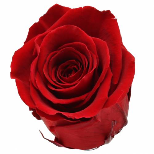 Artikel Infinity roser store Ø5,5-6cm røde 6stk