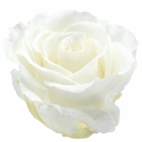 Floristik24 Infinity roser store Ø5,5-6cm hvide 6stk