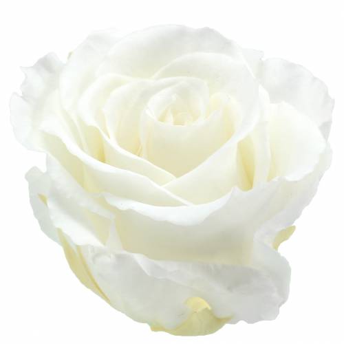 Infinity Roses Large Ø5,5-6cm Hvid 6 stk