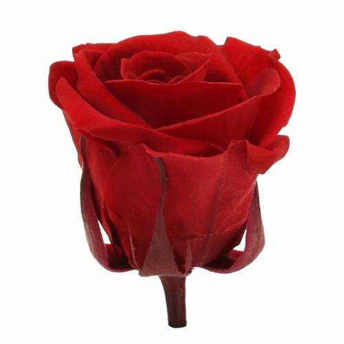 Artikel Konserverede roser mellem Ø4-4,5cm røde 8stk