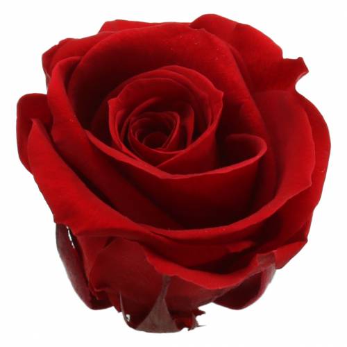 Floristik24 Konserverede roser mellem Ø4-4,5cm røde 8stk