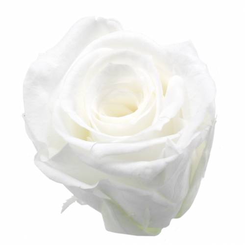 Konserverede roser mellem Ø4-4,5cm hvide 8 stk