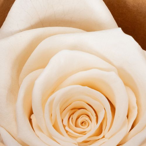 Artikel Rosenhoveder, konserverede blomster til elegante blomsterarrangementer, 5 cm, 6 stk.