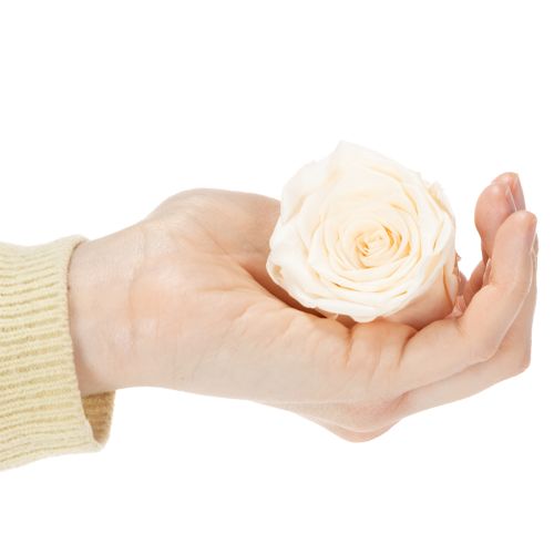 Artikel Rosenhoveder, konserverede blomster til elegante blomsterarrangementer, 5 cm, 6 stk.