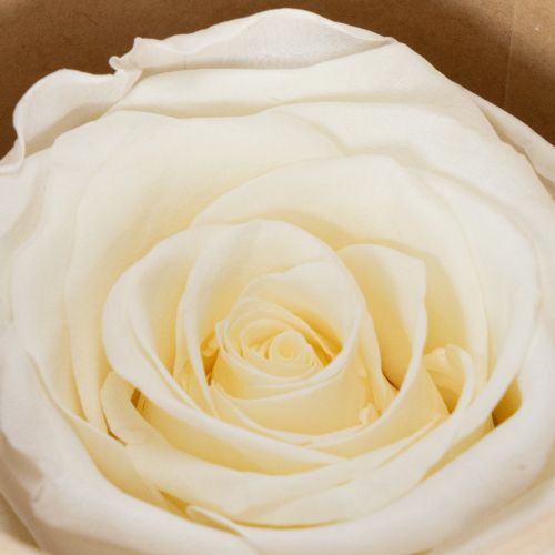 Artikel Konserverede rosenhoveder, holdbar borddekoration til en romantisk atmosfære, bryllupsdekoration, 5 cm, 6 stk.