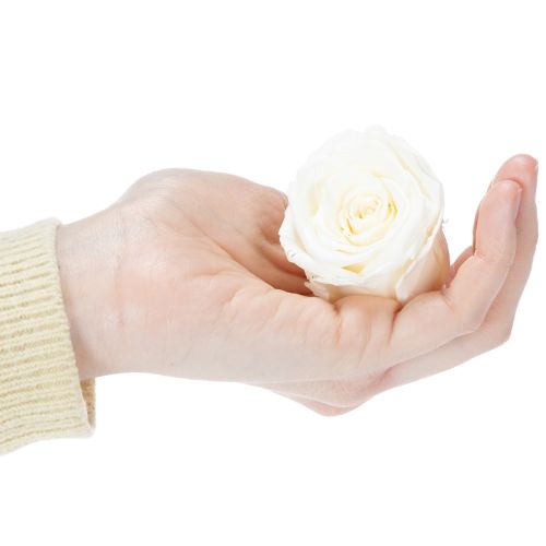 Artikel Konserverede rosenhoveder, holdbar borddekoration til en romantisk atmosfære, bryllupsdekoration, 5 cm, 6 stk.