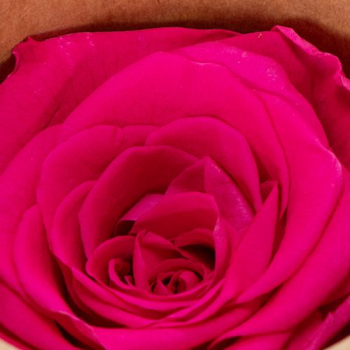 Artikel Konserverede rosendekorationer, ægte blomster til borddekoration, unikke og bæredygtige blomster, 5 cm, 6 stk.