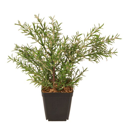Floristik24 Rosemary in Pot Kunstige Urter Grønne Planter H24cm