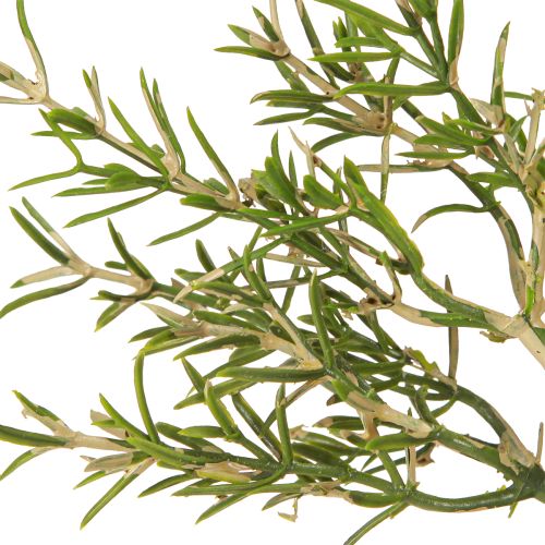 Artikel Rosemary in Pot Kunstige Urter Grønne Planter H24cm