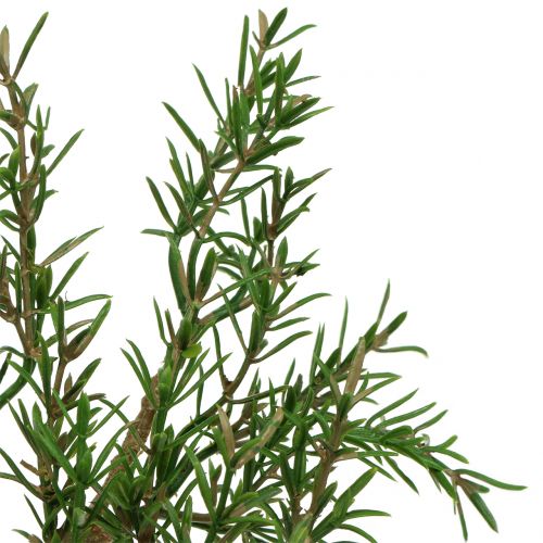 Floristik24 Rosmarin gren 36cm 3stk