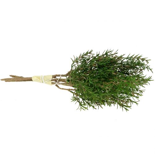 Floristik24 Rosmarin gren 36cm 3stk