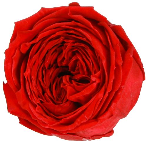 Røde roser Infinity Roser Ægte rosenhoveder Røde Ø6cm 6 stk