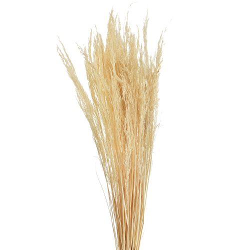 Floristik24 Bøjet græs Agrostis Capillaris Tørt græs Bleget 65cm 80g